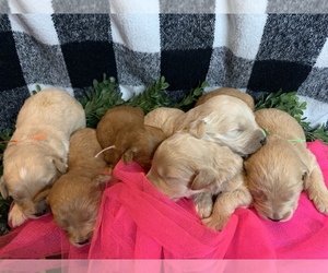 Goldendoodle Litter for sale in PIERCE CITY, MO, USA