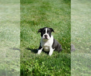 Boston Terrier Litter for sale in FREDERICKSBURG, OH, USA