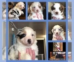 Small Photo #1 Australian Shepherd Puppy For Sale in TAYLORSVILLE, NC, USA