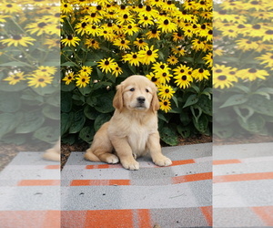 Golden Retriever Litter for sale in FREDERICKSBURG, OH, USA