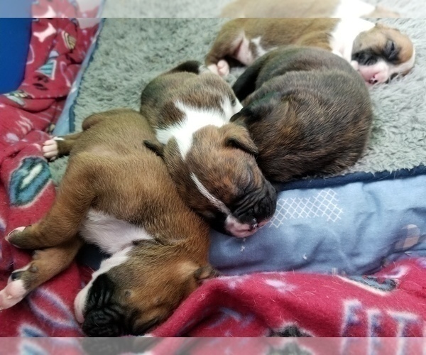 Medium Photo #1 Boxer Puppy For Sale in PLEASANT LAKE, IN, USA