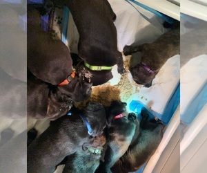 Cane Corso Litter for sale in SAN DIEGO, CA, USA