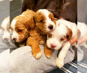 Goldendoodle (Miniature) Litter for sale in SPRING, TX, USA