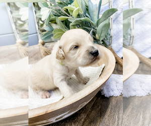 Goldendoodle Litter for sale in MARQUAND, MO, USA