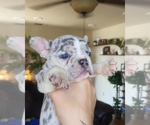 French Bulldog Litter for sale in MODESTO, CA, USA