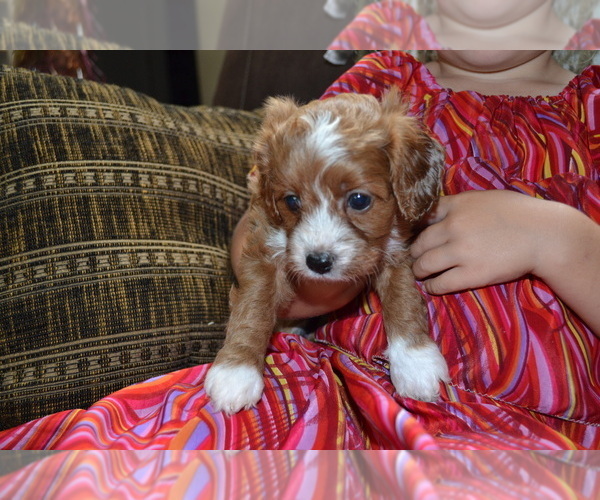 Medium Photo #1 Cavapoo Puppy For Sale in GREENWOOD, WI, USA