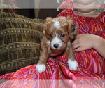 Small Photo #1 Cavapoo Puppy For Sale in GREENWOOD, WI, USA