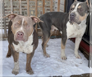 American Bully Litter for sale in CHICAGO, IL, USA