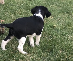 Brittany-Unknown Mix Litter for sale in PLATTEVILLE, WI, USA
