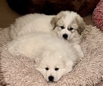 Small Great Pyrenees