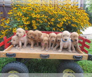 Golden Retriever Litter for sale in SARCOXIE, MO, USA