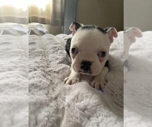 Boston Terrier Litter for sale in BEL AIR, MD, USA