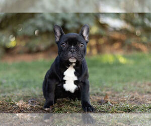 French Bulldog Litter for sale in WARSAW, IN, USA