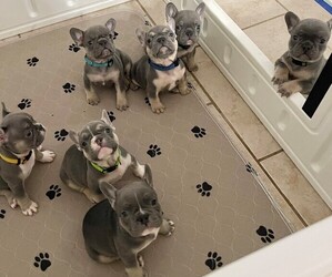 French Bulldog Litter for sale in LUCAS, TX, USA