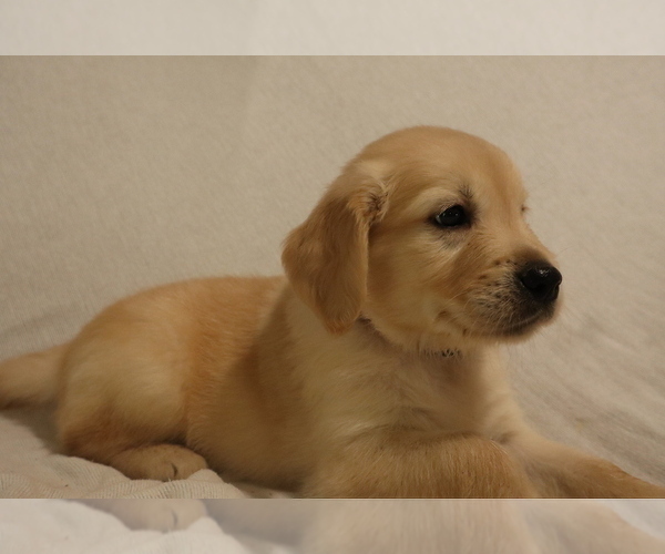 Medium Photo #1 English Cream Golden Retriever Puppy For Sale in LANCASTER, WI, USA