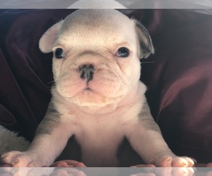 French Bulldog Litter for sale in WENATCHEE, WA, USA