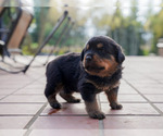 Small Photo #1 Rottweiler Puppy For Sale in BRUCE, MI, USA