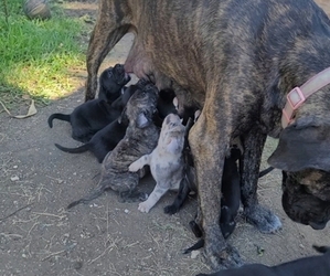 Cane Corso-Mastiff Mix Litter for sale in FORT WORTH, TX, USA