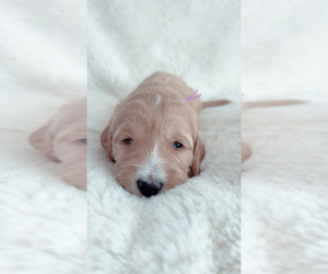 Goldendoodle Litter for sale in TEMECULA, CA, USA