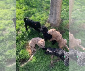 Poodle (Miniature) Litter for sale in SAN FRANCISCO, CA, USA