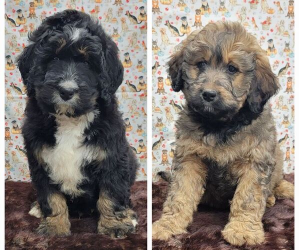Medium Photo #1 Bernedoodle Puppy For Sale in BLAKESBURG, IA, USA