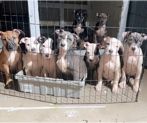 American Bully Litter for sale in CLEARWATER, FL, USA