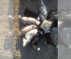 Border-Aussie Litter for sale in HANCOCK, MN, USA