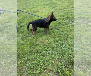German Shepherd Dog Litter for sale in FROGSBORO, NC, USA