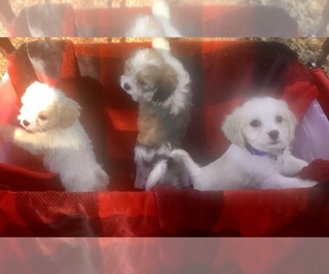 Maltese-Poodle (Toy) Mix Litter for sale in OCKLAWAHA, FL, USA