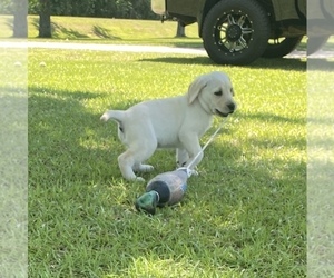 Labrador Retriever Litter for sale in GLENNVILLE, GA, USA