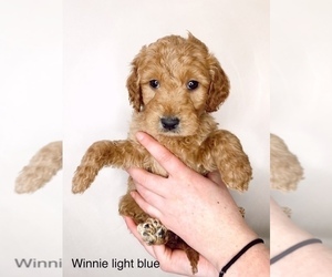 Goldendoodle Litter for sale in BRKN ARW, OK, USA