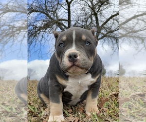American Bully Litter for sale in NORTH HIGHLANDS, CA, USA
