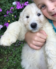 Labradoodle Litter for sale in EAU CLAIRE, WI, USA