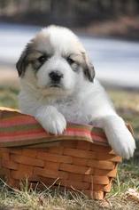 Great Pyrenees Litter for sale in TOWNSEND, MA, USA