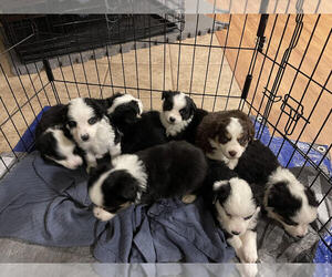 Miniature American Shepherd Litter for sale in FORT WORTH, TX, USA