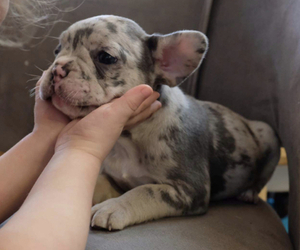 French Bulldog Litter for sale in PACIFIC CITY, OR, USA