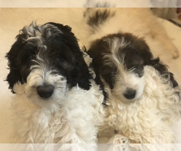 Medium Photo #1 Pyredoodle Puppy For Sale in DACULA, GA, USA
