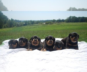 Rottweiler Litter for sale in CALIFORNIA, MO, USA