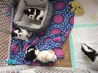 Small Photo #1 Coton de Tulear Puppy For Sale in MEMPHIS, IN, USA