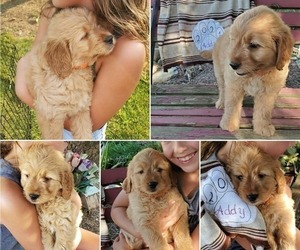 Goldendoodle Litter for sale in BREMEN, IN, USA