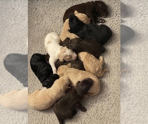 Labradoodle Litter for sale in LYONS, MI, USA