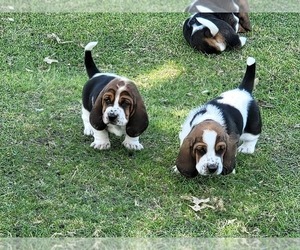 Basset Hound Litter for sale in FORNEY, TX, USA