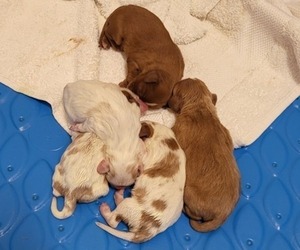 Cavalier King Charles Spaniel Litter for sale in FRISCO, TX, USA