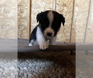 Texas Heeler Litter for sale in GREELEY, CO, USA