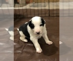 Small Photo #1 Border Collie Puppy For Sale in EMLENTON, PA, USA