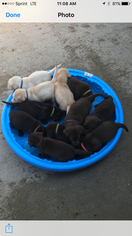 Labrador Retriever Litter for sale in GHENT, KY, USA