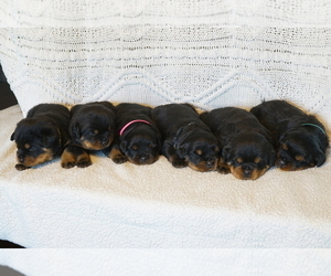 Rottweiler Litter for sale in WAKARUSA, IN, USA