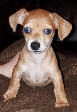 Medium Photo #1 Dachshund Puppy For Sale in PARSONS, WV, USA