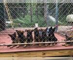 Small Photo #1 German Shepherd Dog Puppy For Sale in BEDFORD, IN, USA
