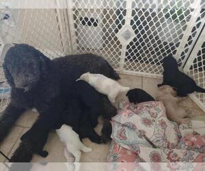 Poodle (Standard) Litter for sale in HUGHES SPRINGS, TX, USA